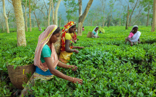 Lady farmers harvesting crops
