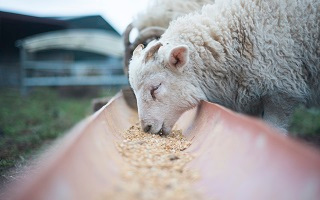 Sheep eating feeds